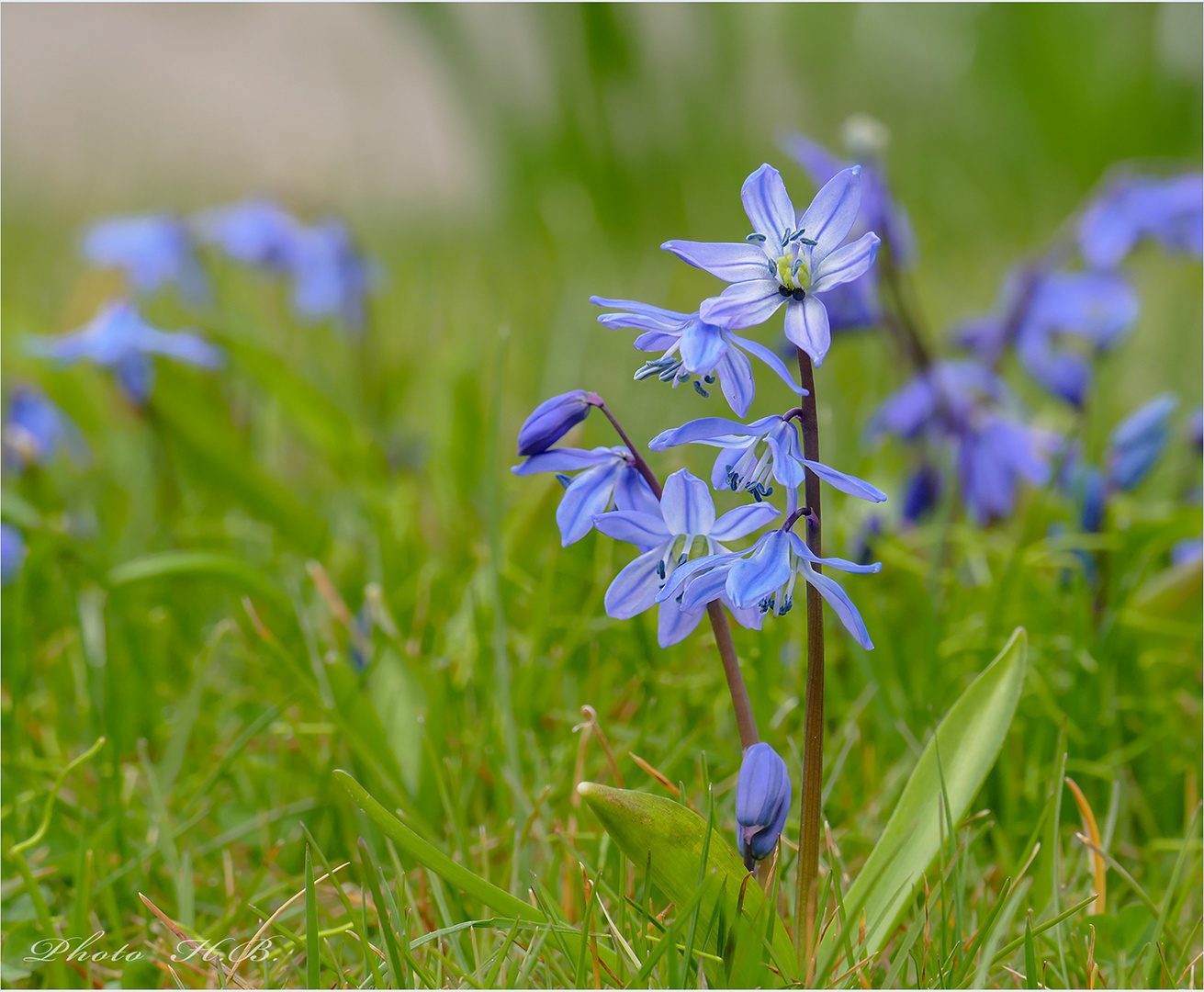 Die kleinen Blauen  -  Scilla