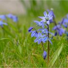 Die kleinen Blauen  -  Scilla