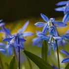 Die kleinen blauen Sternchen.