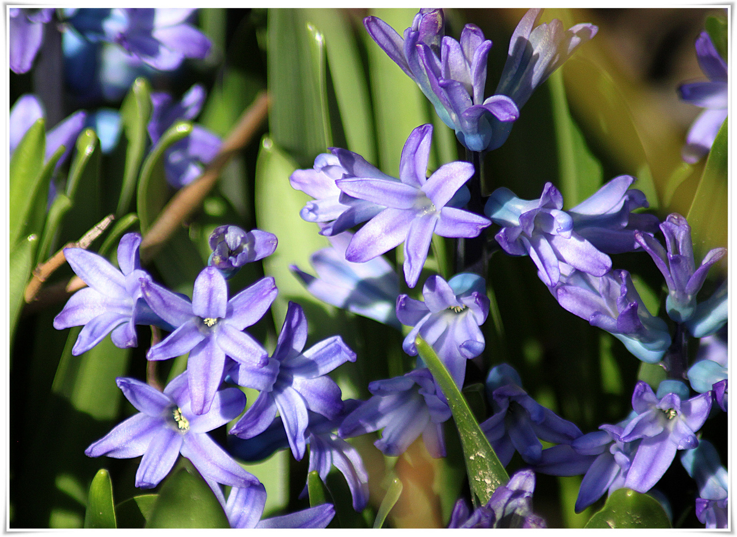 Die kleinen Blauen Sterne