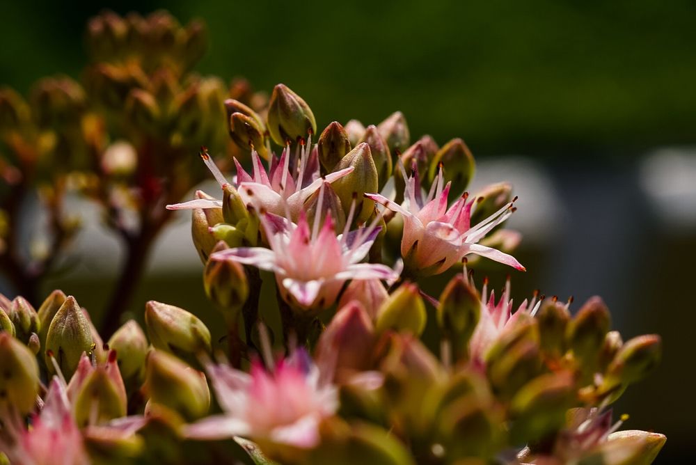 Die kleinen Blüten der Fetten Henne