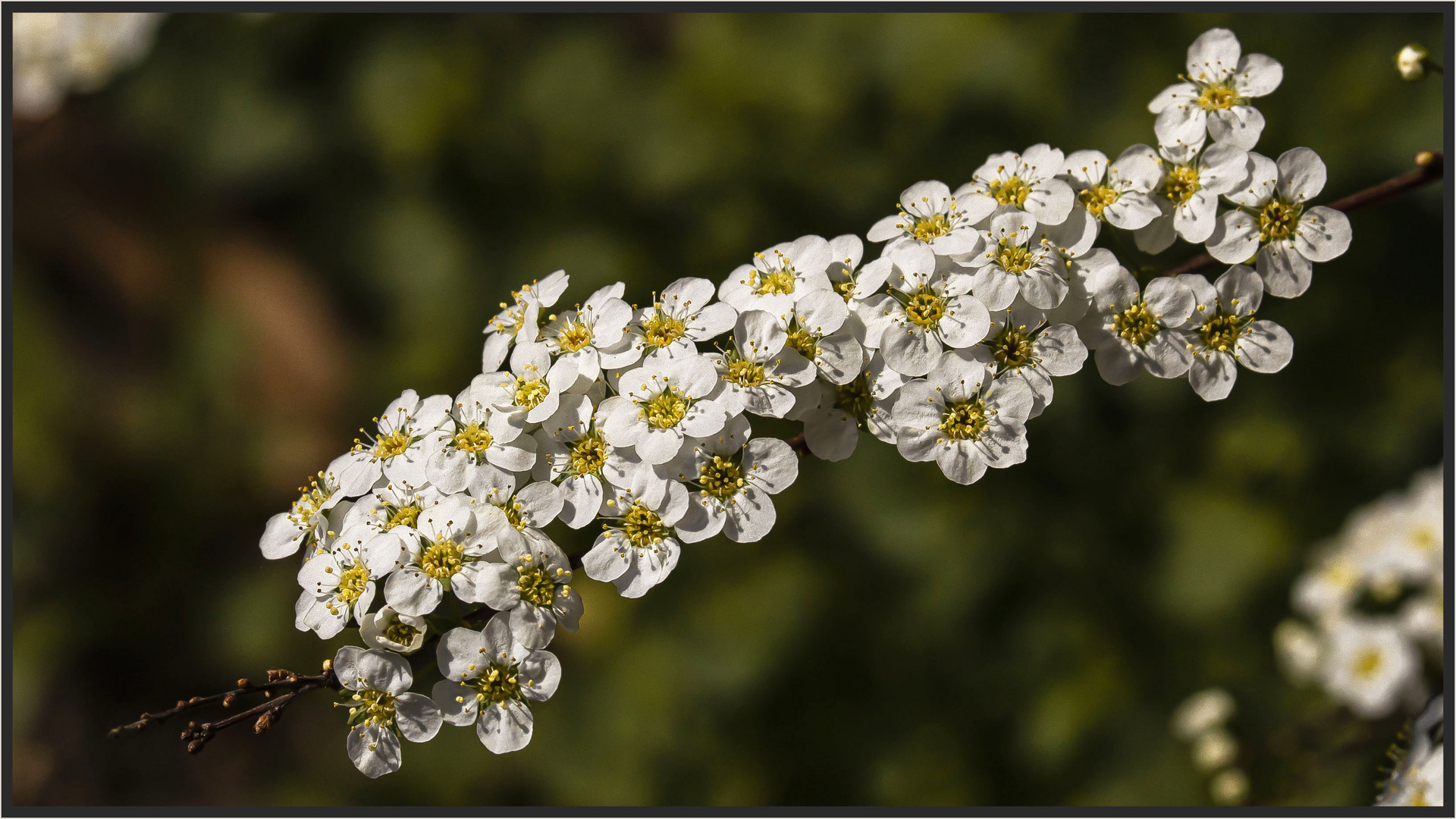 DIE KLEINEN BLÜTEN DER SPIERE