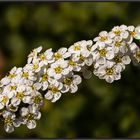 DIE KLEINEN BLÜTEN DER SPIERE