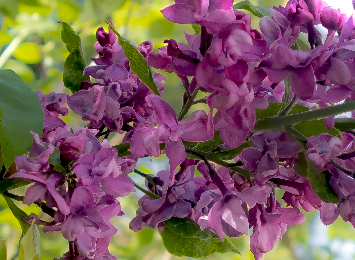 Die kleinen Blüten des Flieders