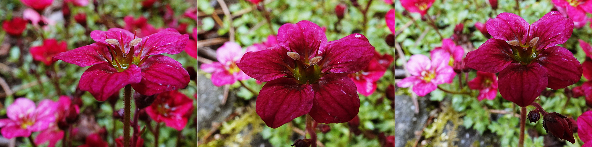 die kleinen Blüten mal ganz groß