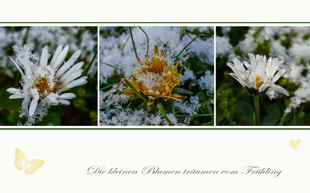 Die kleinen Blumen träumen vom Frühling