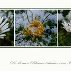 Die kleinen Blumen träumen vom Frühling