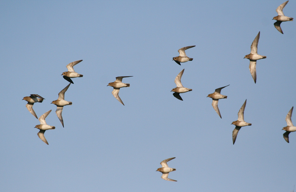 Die kleinen Dicken mit dem Sauseflug