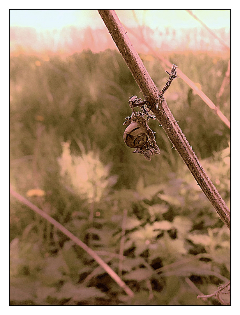 Die kleinen Dinge der Natur