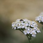 Die kleinen Dinge im Leben