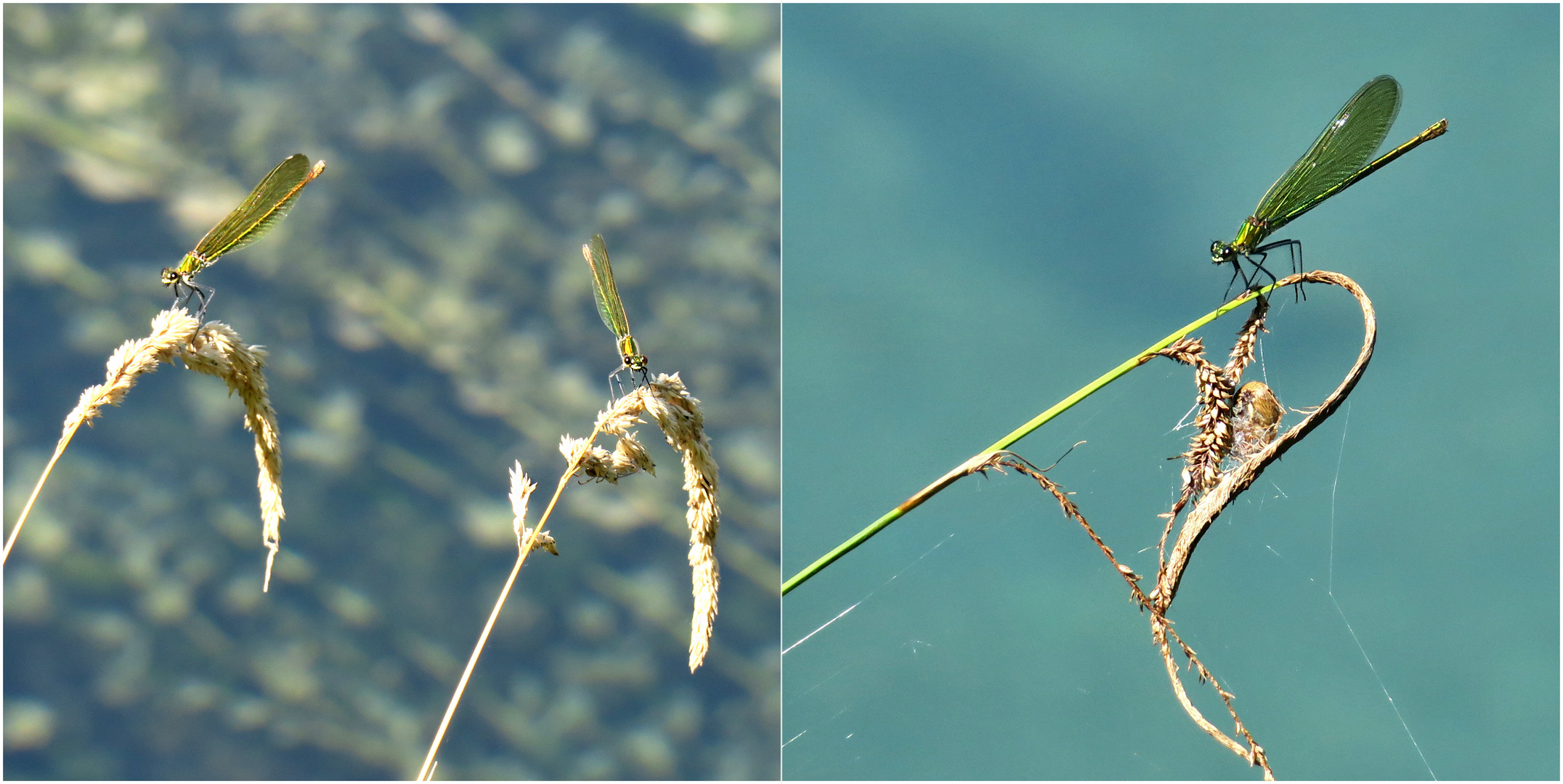 die kleinen Dinger an der Limmat