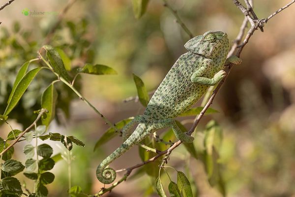Die kleinen Dinosaurier