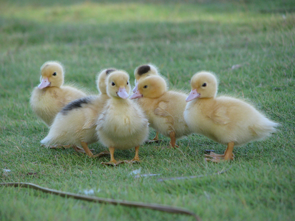 Die kleinen Enten.