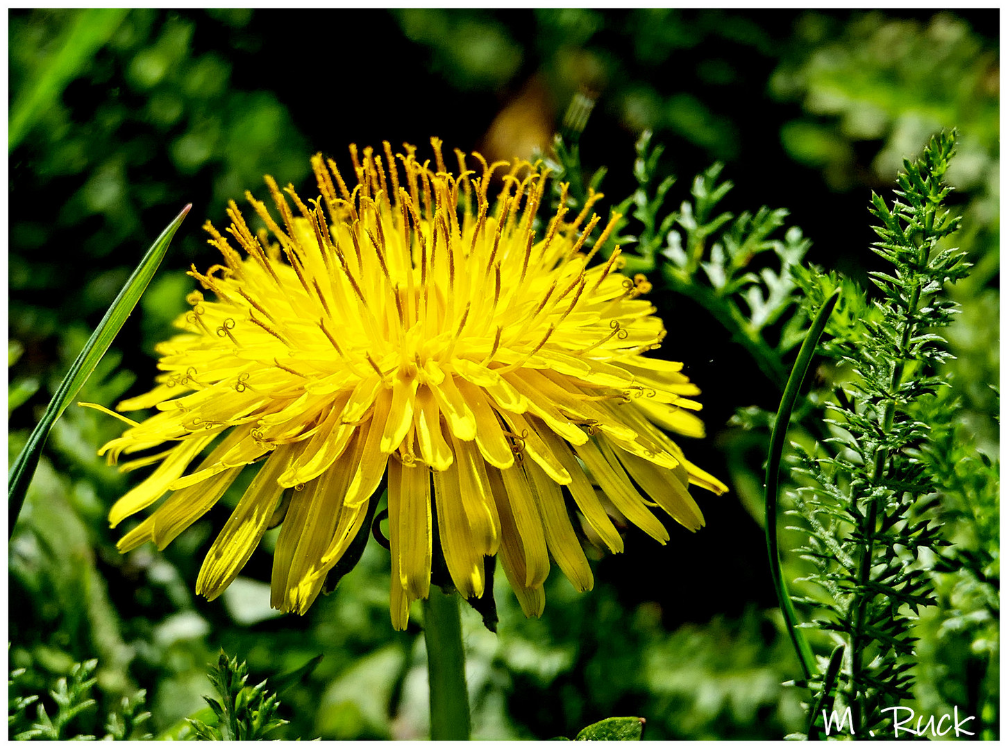 Die kleinen Fallschirmchen bilden sich auch schon heraus auf der Löwenzahnblüte 