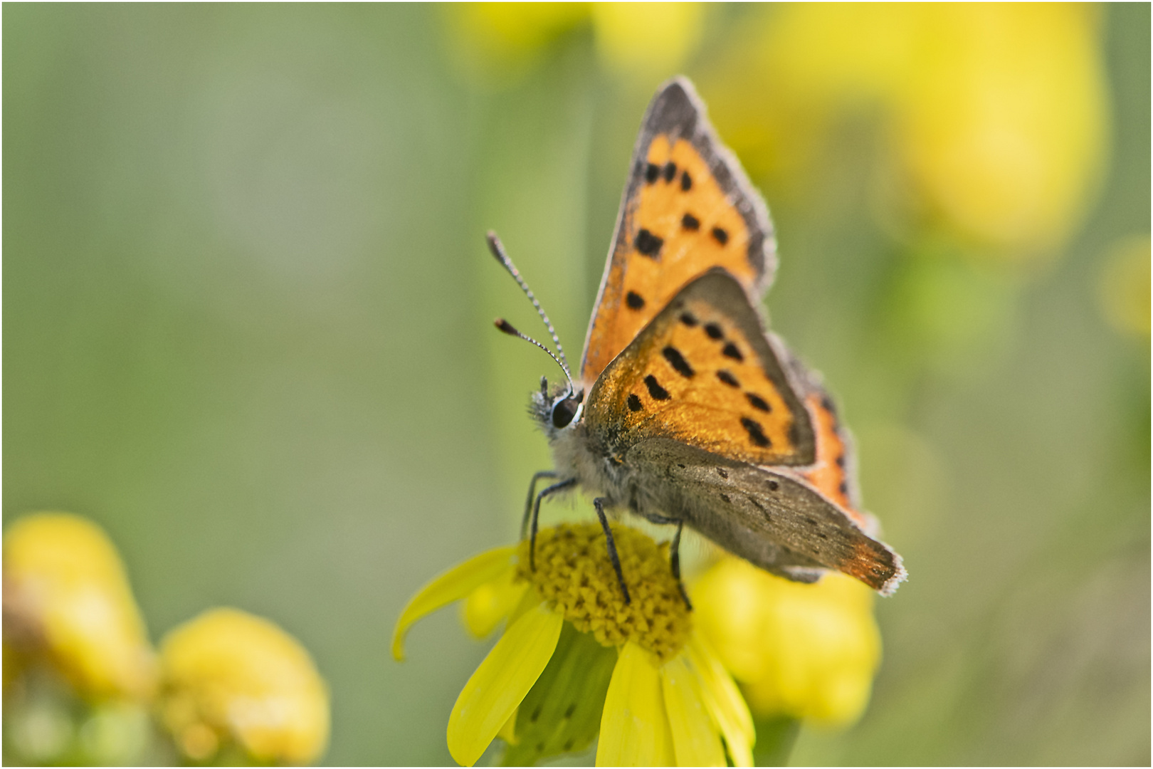 Die Kleinen Feuerfalter (Lycaena phlaeas)  . . .