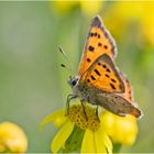 Die Kleinen Feuerfalter (Lycaena phlaeas)  . . .