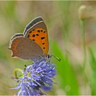 Die Kleinen Feuerfalter (Lycaena phlaeas) der 2. Generation . . .