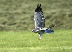 Die kleinen Füßchen der Weihen