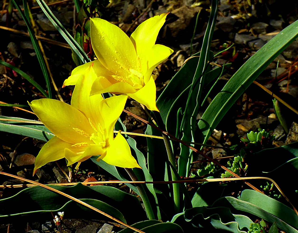 Die kleinen gelben Wildtulpen . . .