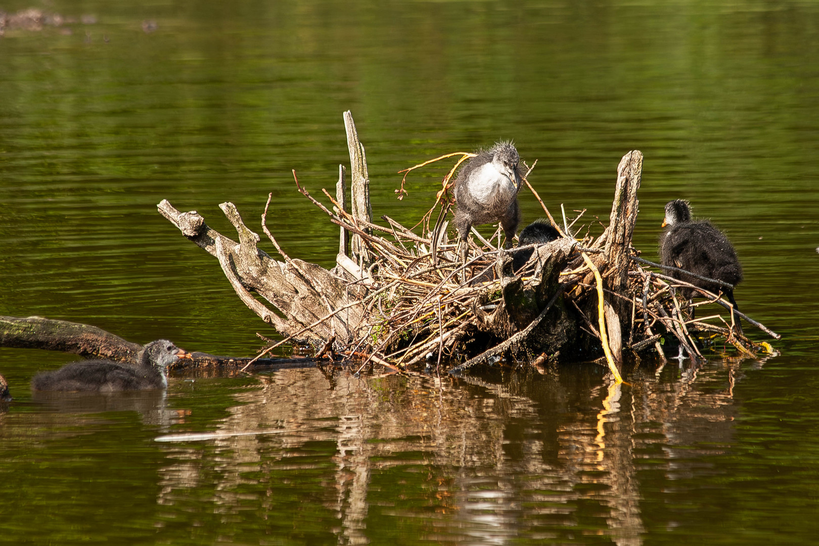 Die kleinen Halbstarken auf ihrem Nest und daneben, Mama war nicht zu sehen!