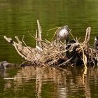 Die kleinen Halbstarken auf ihrem Nest und daneben, Mama war nicht zu sehen!