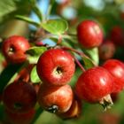 Die kleinen Herbstfrüchte