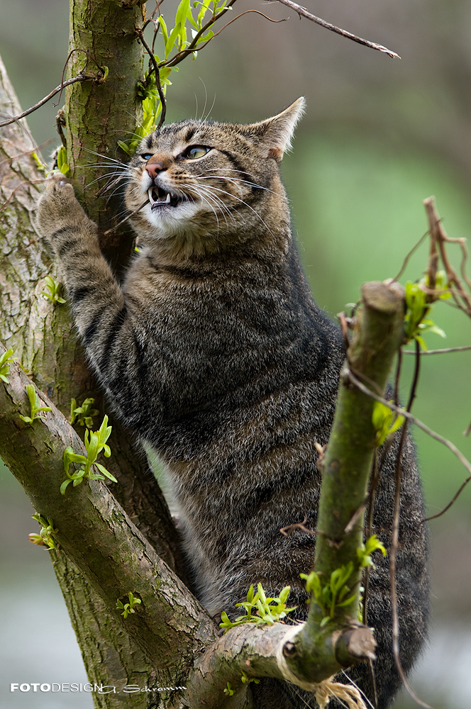 Die kleinen Kater kratzen....