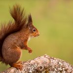 Die kleinen Kobolde....