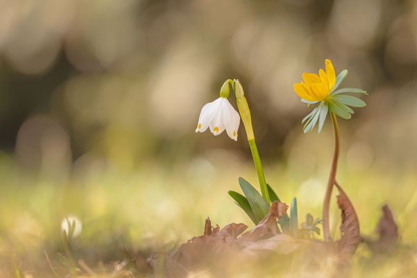 Die kleinen Kostbarkeiten der Natur wahrzunehmen, ist Glück 