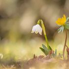 Die kleinen Kostbarkeiten der Natur wahrzunehmen, ist Glück 