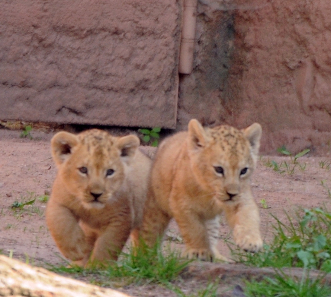 Die kleinen Löwenbabys