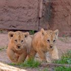 Die kleinen Löwenbabys