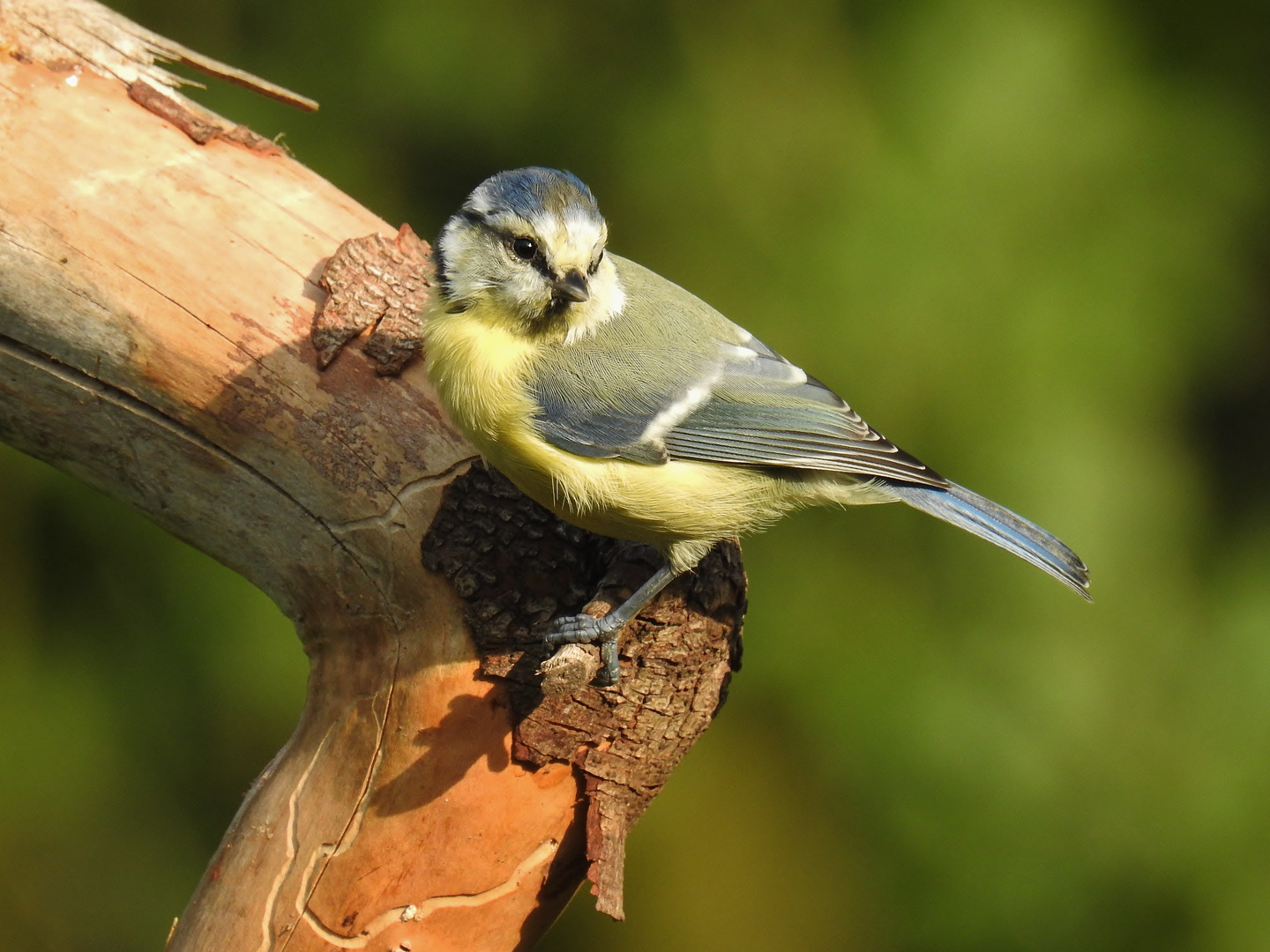 Die kleinen Meisen.... Foto & Bild tiere, wildlife, wild lebende