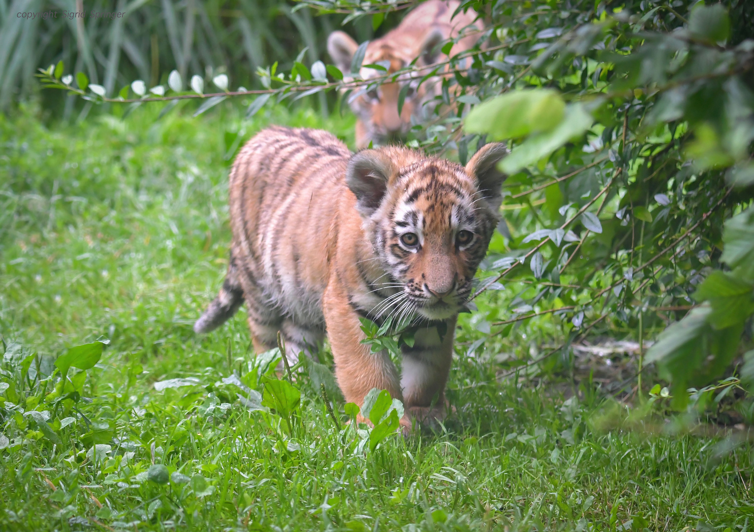 die kleinen Minitiger 