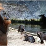 die kleinen Mitbewohner...im Orang-Utan-Haus