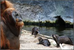 die kleinen Mitbewohner...im Orang-Utan-Haus