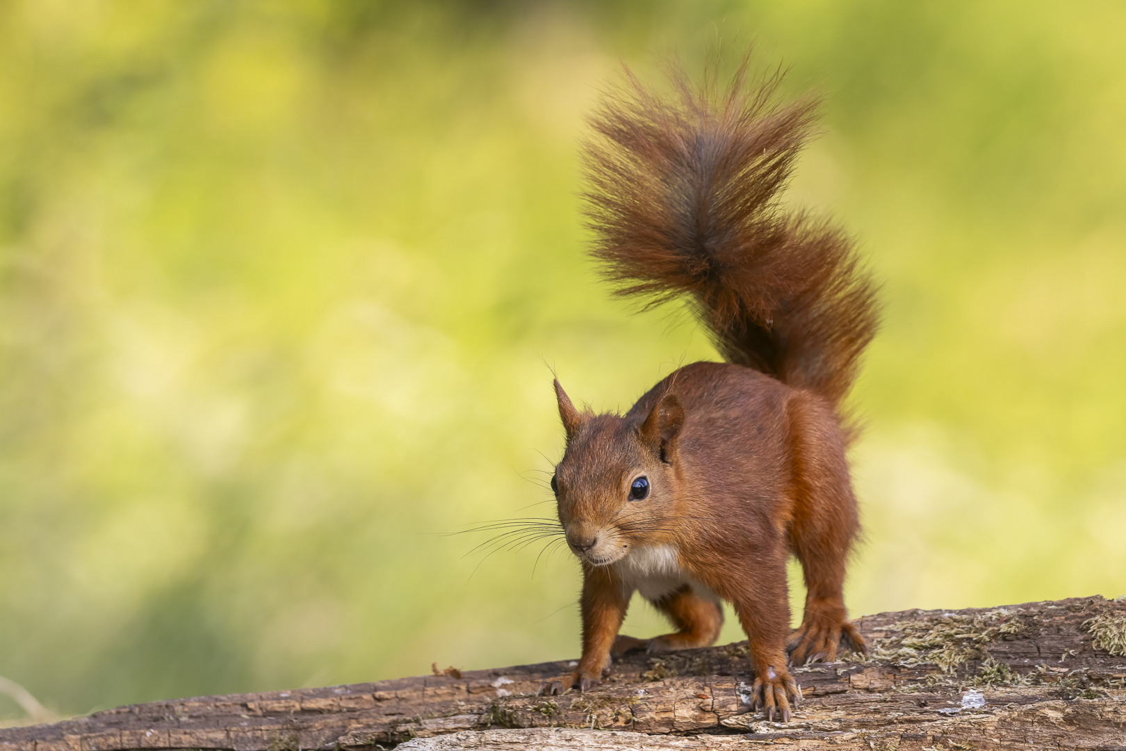 Die kleinen Nager... Foto & Bild eichhörnchen, frühling, natur Bilder