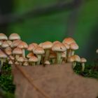 Die kleinen Pilze