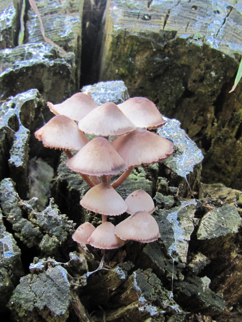 Die kleinen Pilze