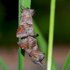 Die Kleinen Raufußspinner (Clostera pigra) sorgen für die Zukunft ...