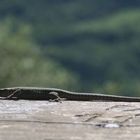 Die kleinen Reptilien der Mosellandschaft