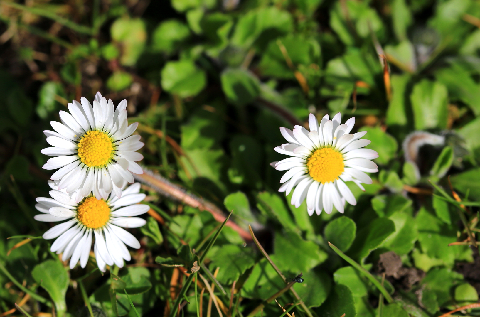 Warum Gänseblümchen so robust sind