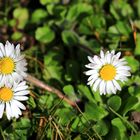 Die kleinen Robusten