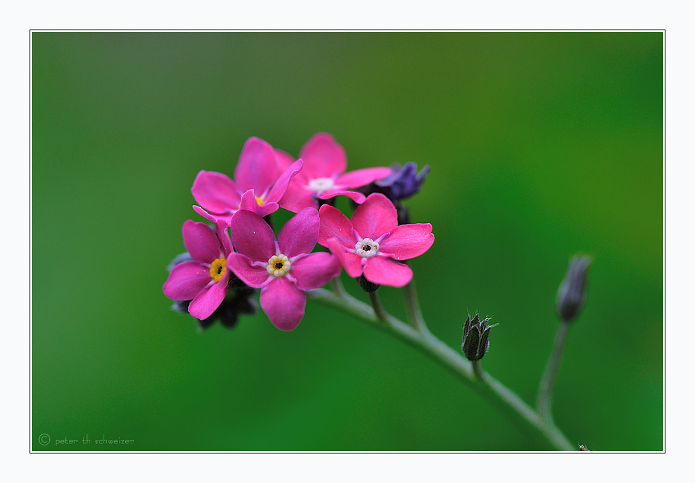 die kleinen Roten....wie auch immer die heissen...Myosotis, lieben Dank an die Biologen unter Euch..