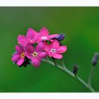 die kleinen Roten....wie auch immer die heissen...Myosotis, lieben Dank an die Biologen unter Euch..