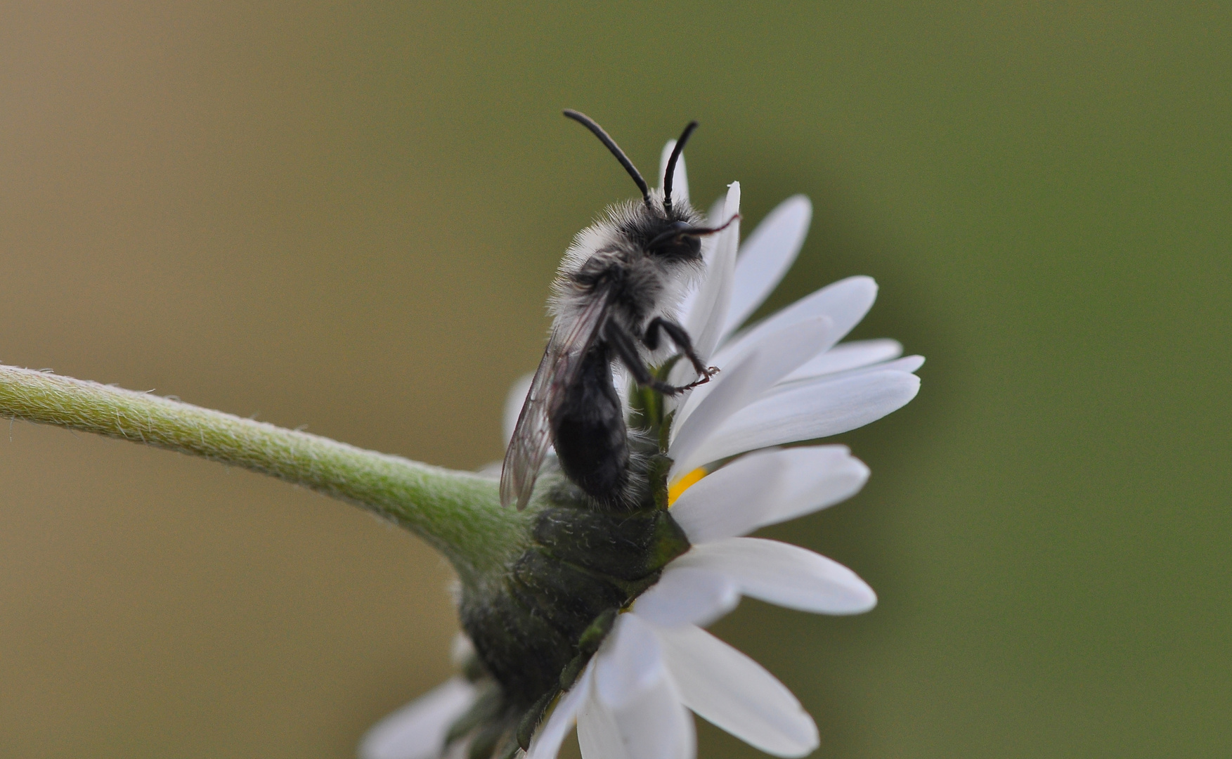 Die kleinen Sandbienen .....39)