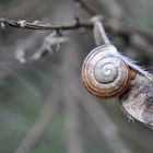 Die kleinen Schnecken schlafen hoch im Ginster....