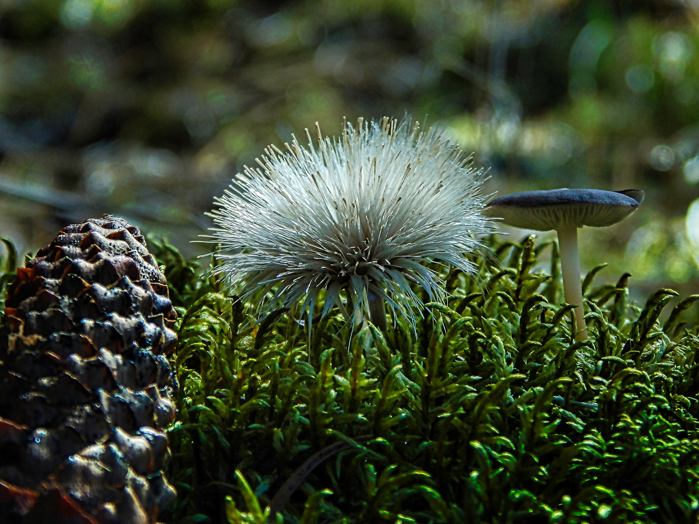 Die kleinen Schönheiten der Natur