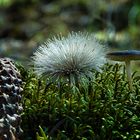 Die kleinen Schönheiten der Natur