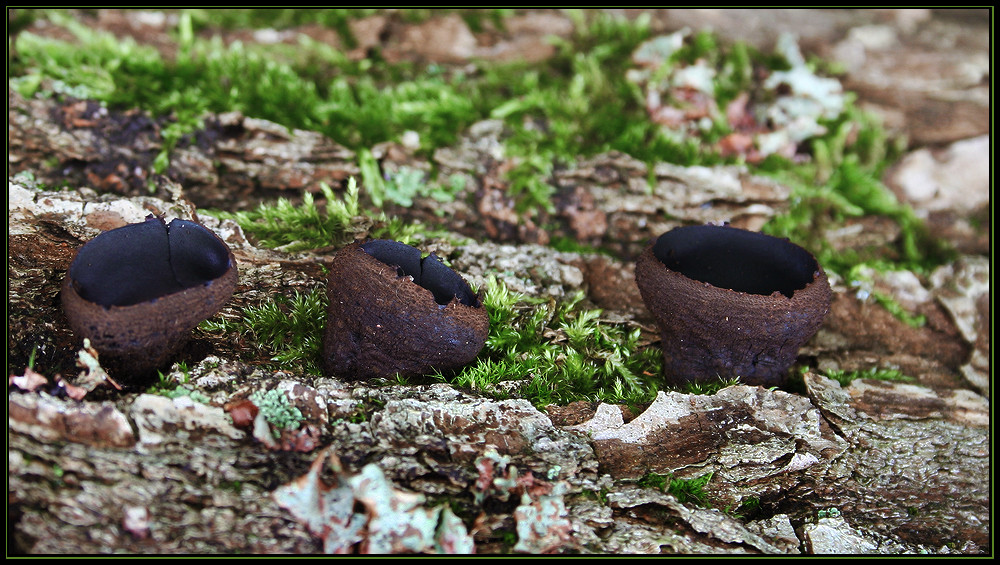 die kleinen schwarzen gummibärchen